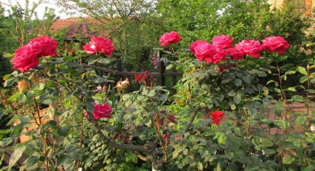 Name:  IMG_3678.jpg
Views: 625
Size:  65.6 KB