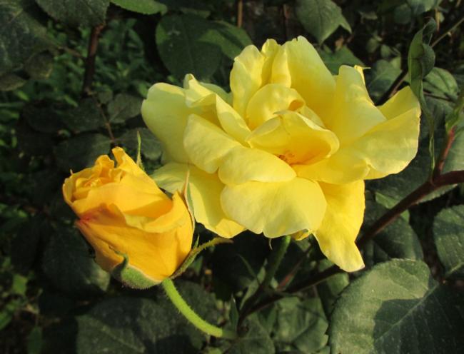 Name:  IMG_3694.jpg
Views: 646
Size:  40.3 KB