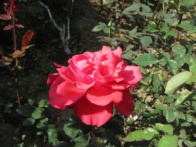 Name:  IMG_3802.jpg
Views: 621
Size:  55.4 KB