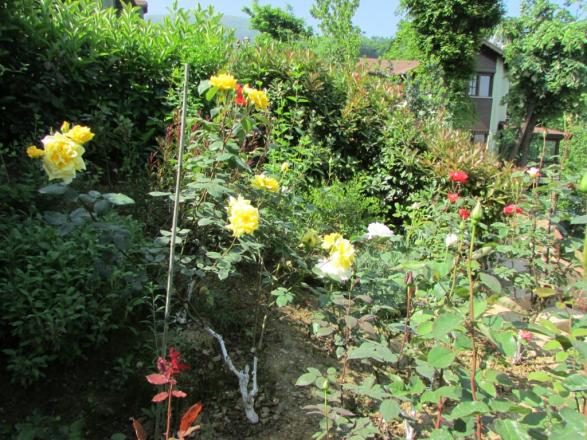 Name:  IMG_3804.jpg
Views: 623
Size:  72.1 KB
