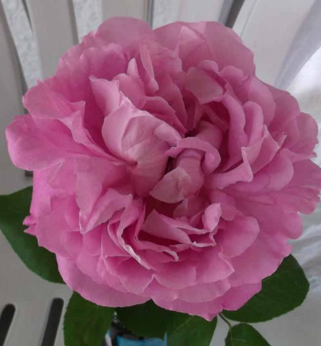 Name:  DSCF2927.jpg
Views: 953
Size:  43.0 KB