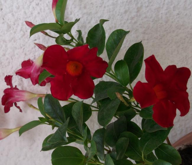 Name:  DSCF2929.jpg
Views: 923
Size:  44.1 KB