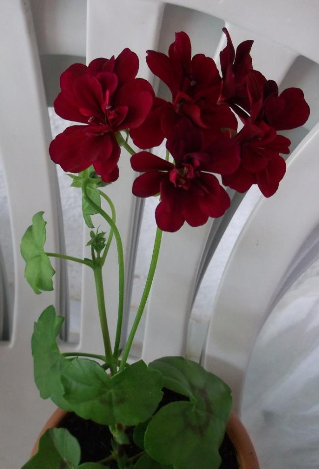Name:  DSCF2930.jpg
Views: 880
Size:  50.5 KB