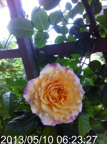 Name:  IMG_5683.JPG
Views: 507
Size:  56.7 KB