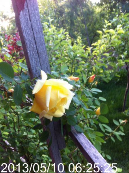 Name:  IMG_5688.jpg
Views: 505
Size:  53.6 KB