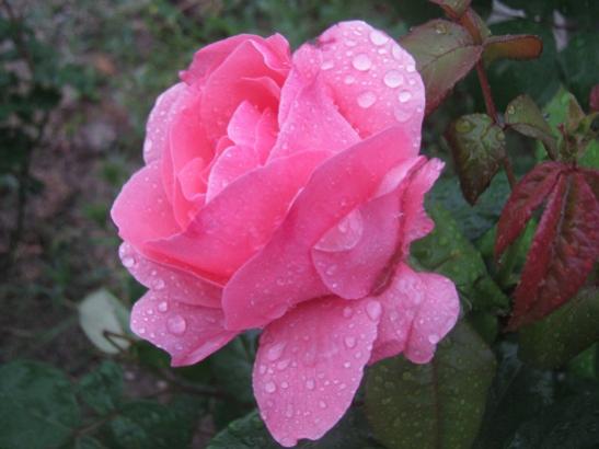 Name:  gl.jpg
Views: 1542
Size:  28.8 KB