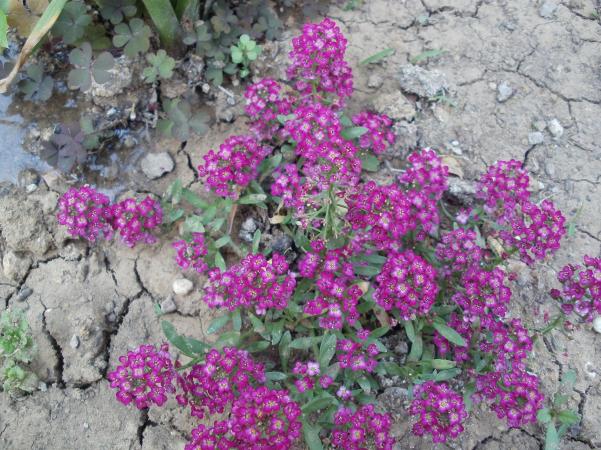 Name:  P1010004a.jpg
Views: 382
Size:  71.8 KB