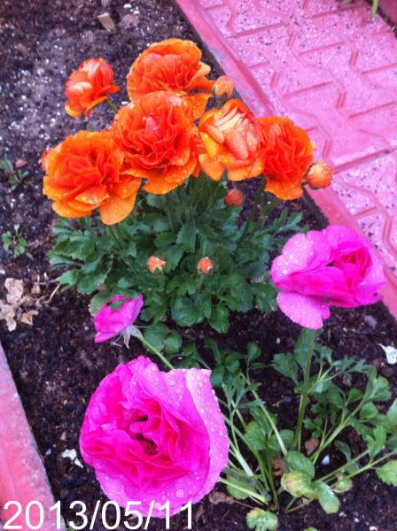 Name:  IMG_5737.jpg
Views: 498
Size:  62.9 KB