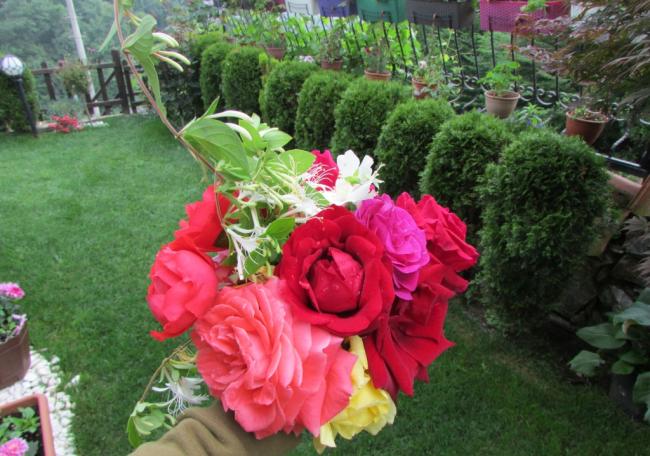 Name:  IMG_3832.jpg
Views: 613
Size:  59.2 KB