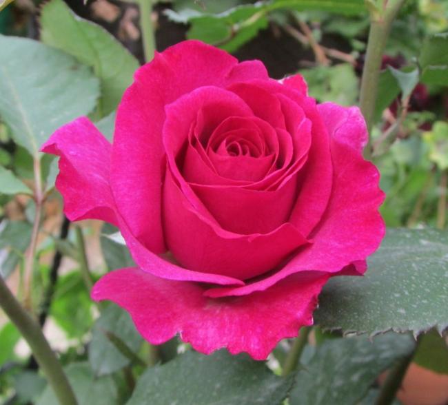 Name:  IMG_4174.jpg
Views: 576
Size:  43.7 KB