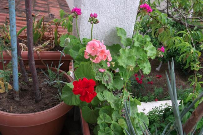 Name:  DSCF2961.jpg
Views: 792
Size:  58.5 KB