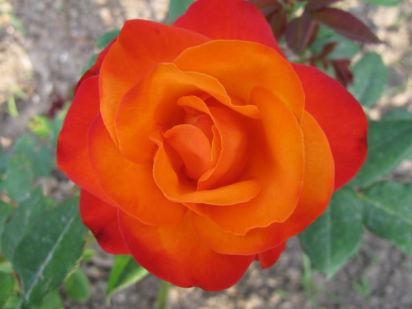 Name:  IMG_1512 (600 x 450).jpg
Views: 1033
Size:  44.9 KB