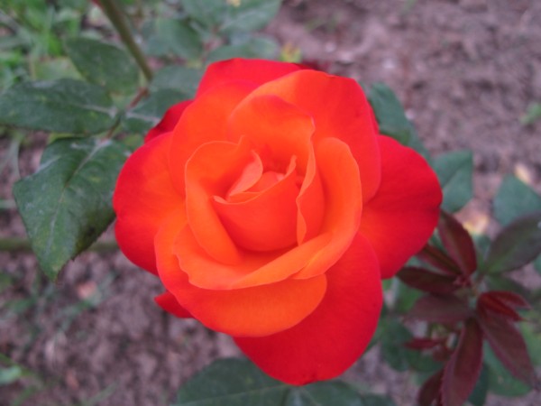 Name:  IMG_1547 (600 x 450).jpg
Views: 1100
Size:  43.9 KB