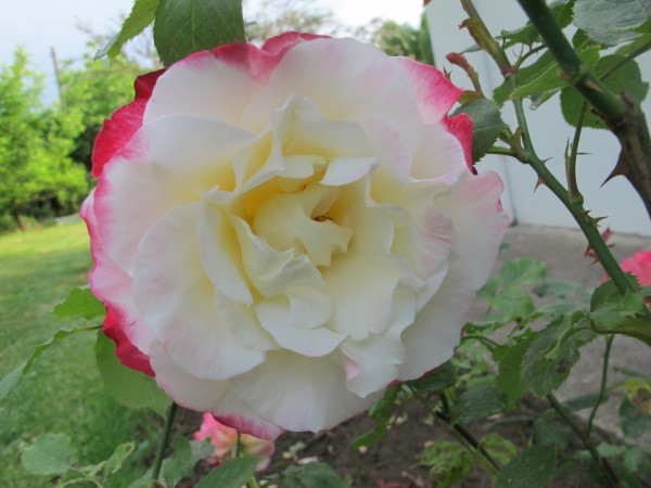 Name:  IMG_1503 (600 x 450).jpg
Views: 1011
Size:  56.1 KB
