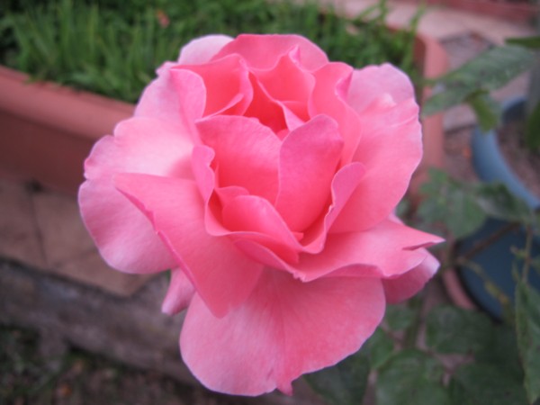 Name:  IMG_1552 (600 x 450).jpg
Views: 1053
Size:  42.2 KB