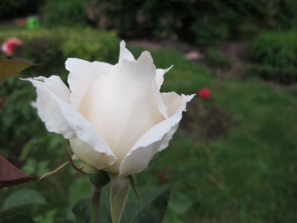 Name:  IMG_1545 (600 x 450).jpg
Views: 1043
Size:  35.3 KB