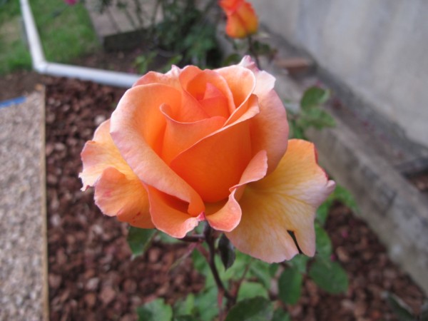 Name:  IMG_1556 (600 x 450).jpg
Views: 983
Size:  50.4 KB