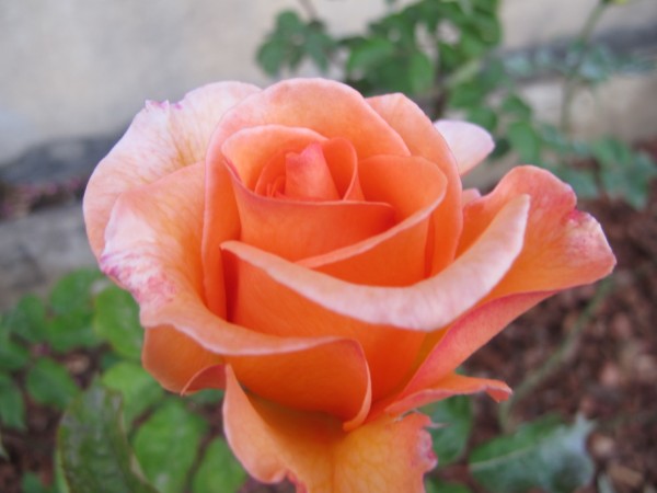 Name:  IMG_1622 (600 x 450).jpg
Views: 1018
Size:  44.8 KB