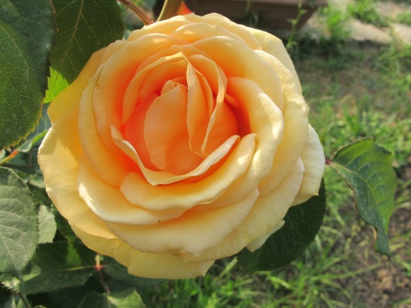 Name:  IMG_1513 (600 x 450).jpg
Views: 966
Size:  63.6 KB