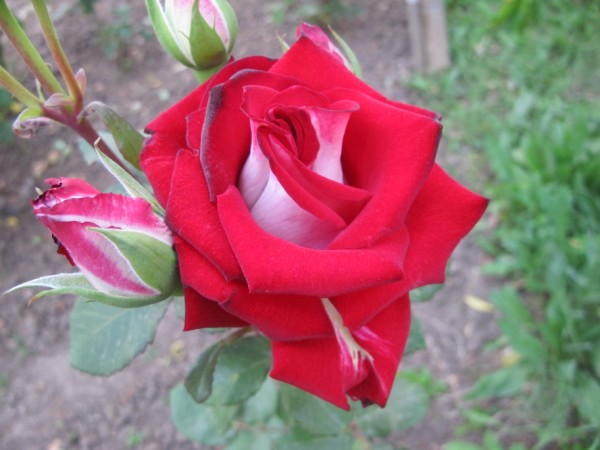 Name:  IMG_1579 (600 x 450).jpg
Views: 989
Size:  58.2 KB