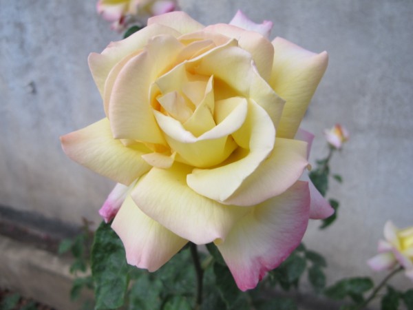 Name:  IMG_1554 (600 x 450).jpg
Views: 1014
Size:  41.4 KB