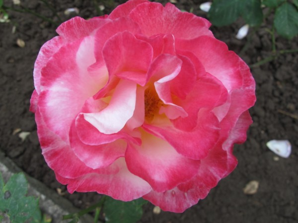Name:  IMG_1502 (600 x 450).jpg
Views: 772
Size:  53.9 KB