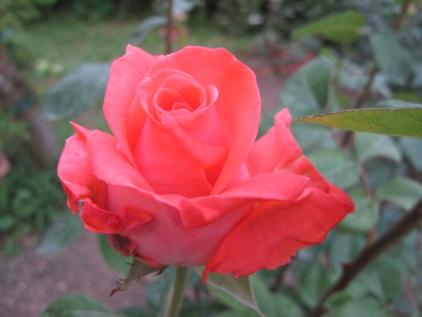 Name:  IMG_1580 (600 x 450).jpg
Views: 950
Size:  44.4 KB