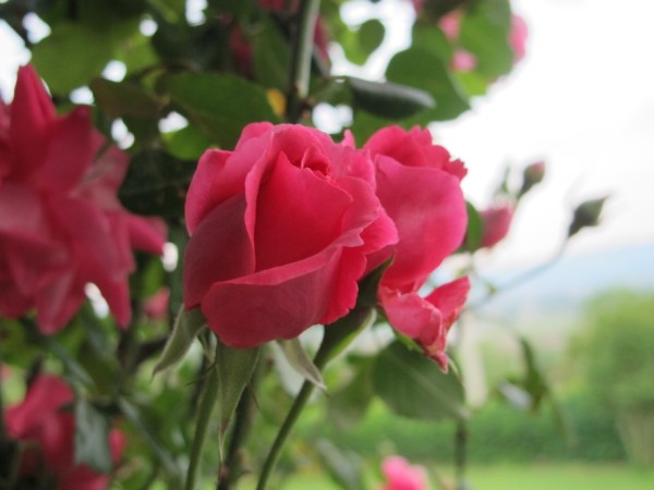 Name:  IMG_1608 (600 x 450).jpg
Views: 937
Size:  45.0 KB