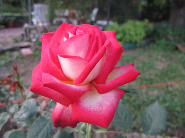 Name:  IMG_1584 (600 x 450).jpg
Views: 1123
Size:  51.3 KB
