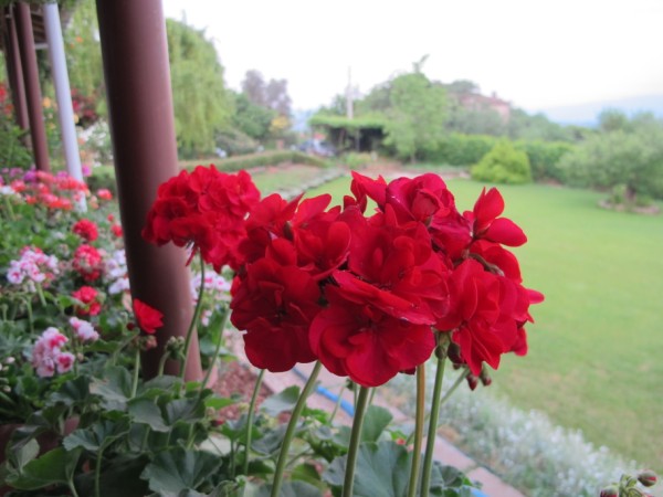 Name:  IMG_1610 (600 x 450).jpg
Views: 1044
Size:  60.3 KB
