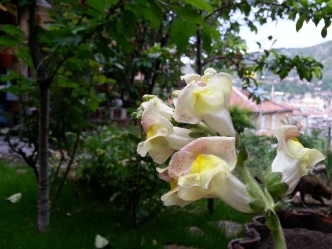 Name:  20130511_184051--.jpg
Views: 340
Size:  46.7 KB