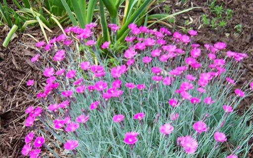 Name:  1846-Firewitch-Dianthus[1].jpg
Views: 673
Size:  50.7 KB