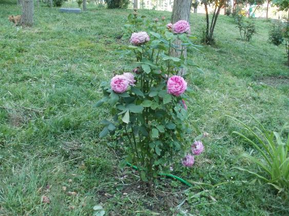 Name:  P1010018a.jpg
Views: 407
Size:  70.4 KB