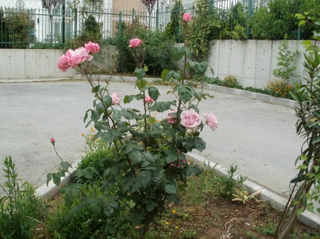Name:  P1010038a.jpg
Views: 351
Size:  69.7 KB