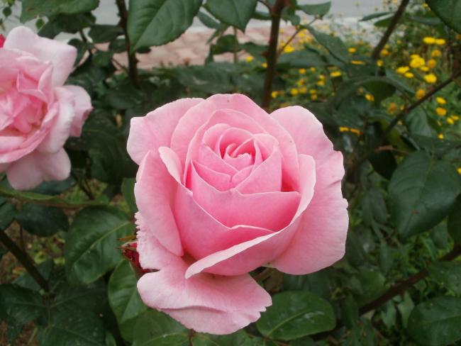 Name:  P1010042a.jpg
Views: 374
Size:  42.0 KB