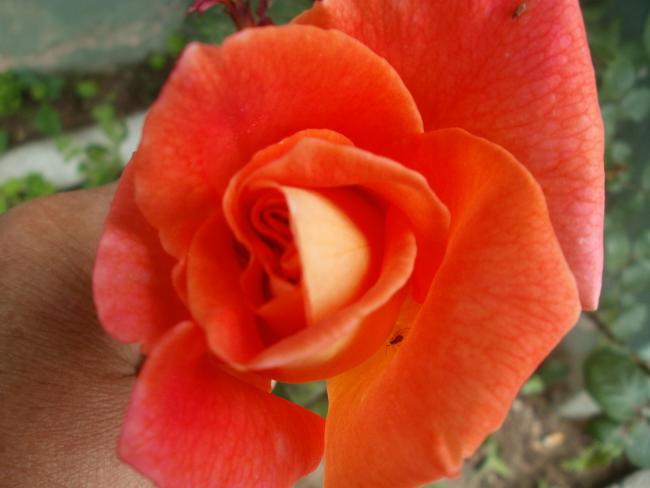 Name:  P1010024a.jpg
Views: 343
Size:  30.4 KB