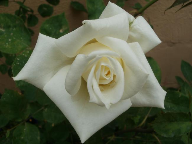 Name:  P1010027a.jpg
Views: 454
Size:  26.4 KB