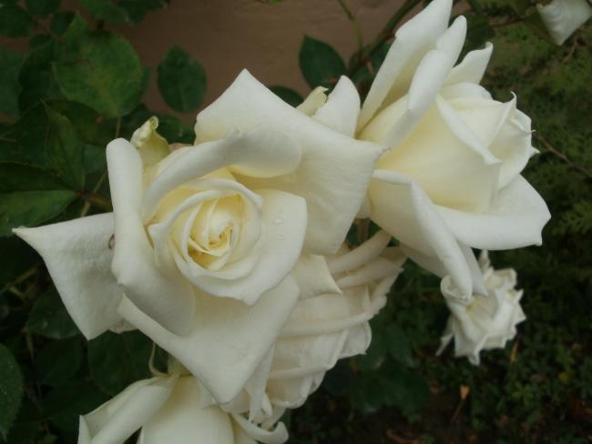 Name:  P1010032a.jpg
Views: 449
Size:  29.6 KB