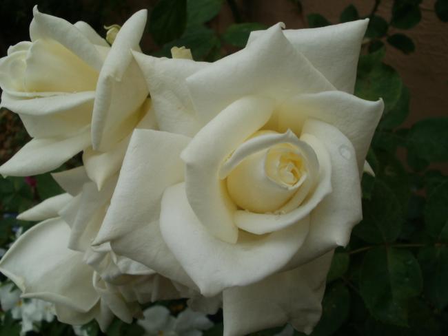 Name:  P1010036a.jpg
Views: 454
Size:  27.0 KB