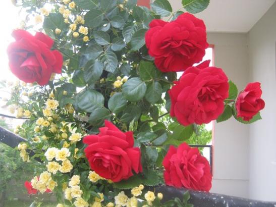 Name:  sarmak gl.jpg
Views: 1248
Size:  39.2 KB