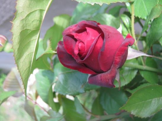 Name:  koyu krmz gl.jpg
Views: 1304
Size:  29.0 KB