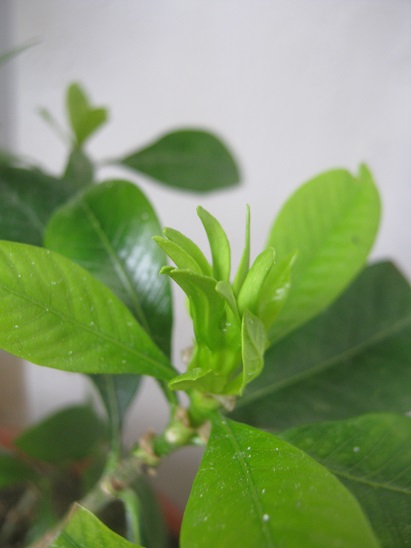 Name:  gardenya.jpg
Views: 1151
Size:  66.5 KB
