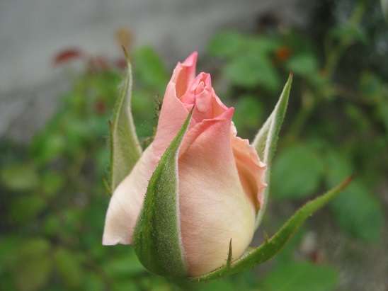 Name:  gonca1.jpg
Views: 1269
Size:  64.6 KB