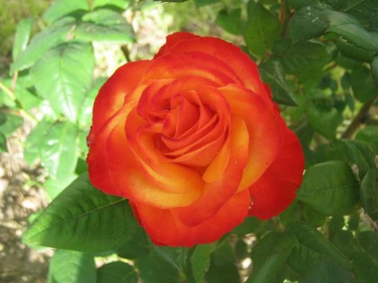 Name:  gl.jpg
Views: 1216
Size:  28.7 KB