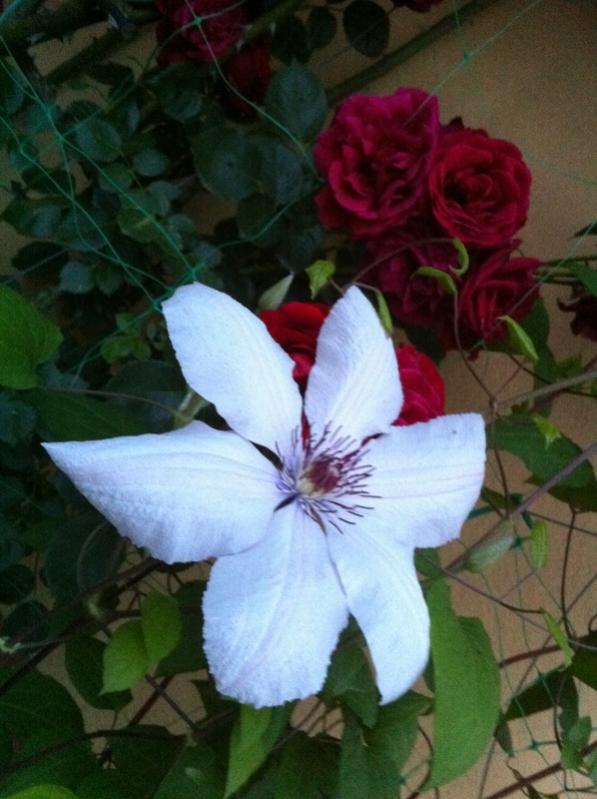 Name:  189-189.jpg
Views: 810
Size:  58.4 KB