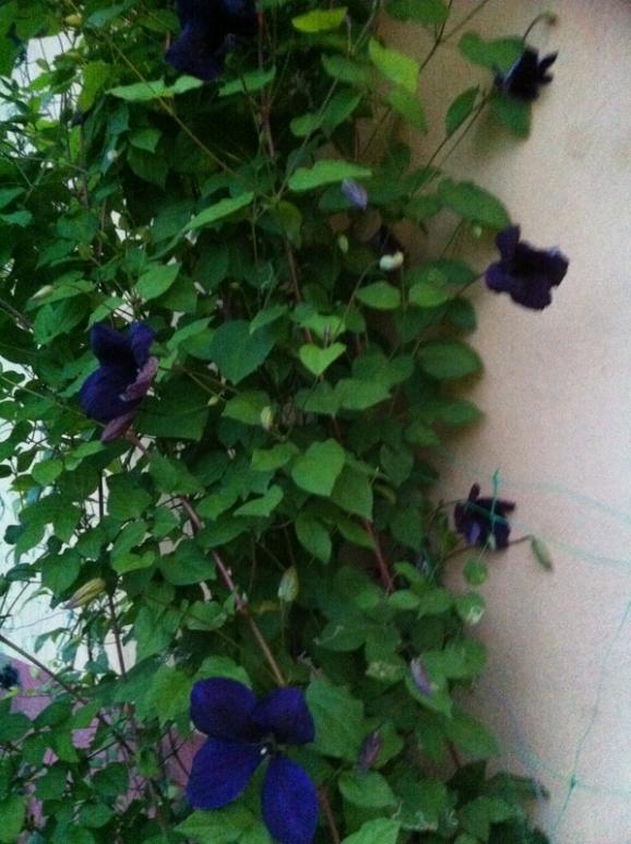 Name:  191-191.jpg
Views: 766
Size:  67.4 KB