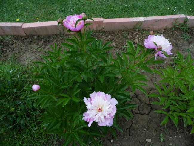 Name:  031-031.jpg
Views: 903
Size:  59.4 KB