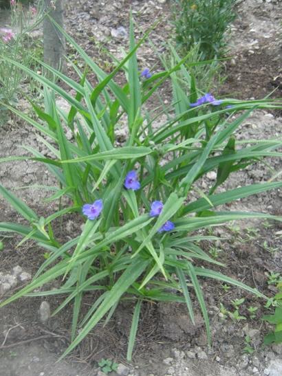 Name:  tradescantia andersoniana.jpg
Views: 1621
Size:  56.2 KB