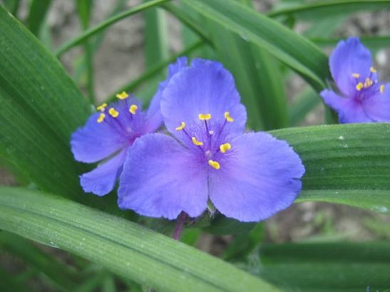 Name:  tradescantia a..jpg
Views: 1480
Size:  26.2 KB