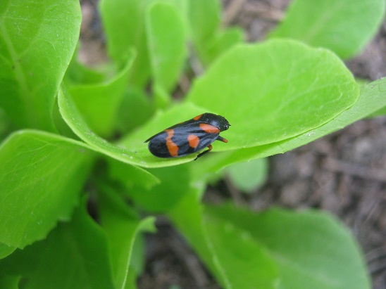 Name:  marula benzeyende bcek.jpg
Views: 1837
Size:  65.3 KB